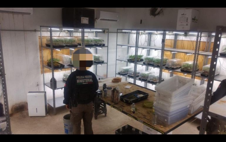 Seguridad en Jalisco: La FGR desmantela invernadero con casi 14 mil plantas de mariguana (FOTOS)