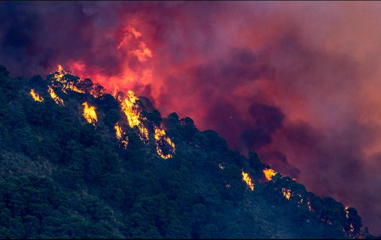 El incendio en el sur de España ha afectado alrededor de 3 500 hectáreas de bosque. EFE/D. Pérez