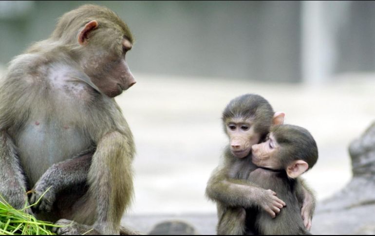 Imagen ilustrativa de unos monos. AP/ARCHIVO