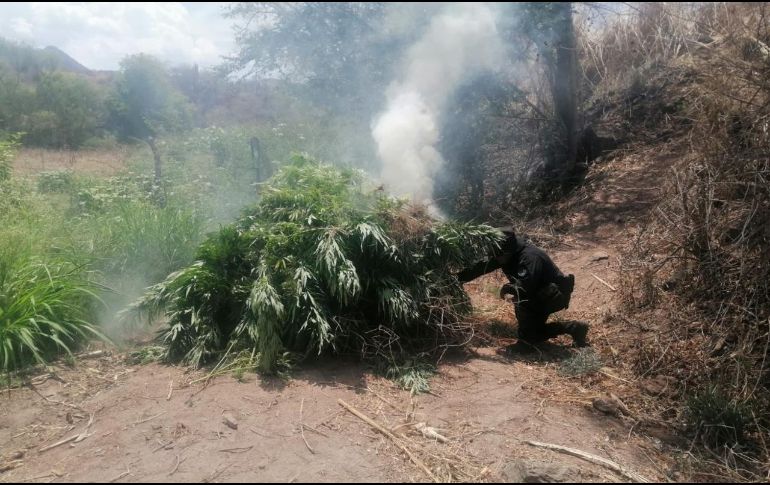 En lo que va del gobierno de Andrés Manuel López Obrador, los decomisos de marihuana se desplomaron en el país. ESPECIAL / SSE