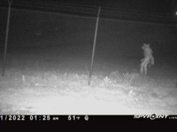 La captura del supuesto 