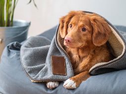 Conoce 10 errores comunes que a veces se comenten con la mascota. ESPECIAL/Photo by Jamie Street on Unsplash.