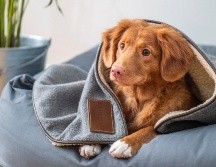 Conoce 10 errores comunes que a veces se comenten con la mascota. ESPECIAL/Photo by Jamie Street on Unsplash.