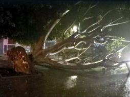 El árbol cayó sobre una joven de 20 años en el cruce de Cuauhtémoc y Analco. ESPECIAL