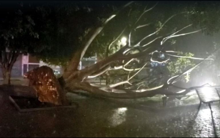 El árbol cayó sobre una joven de 20 años en el cruce de Cuauhtémoc y Analco. ESPECIAL