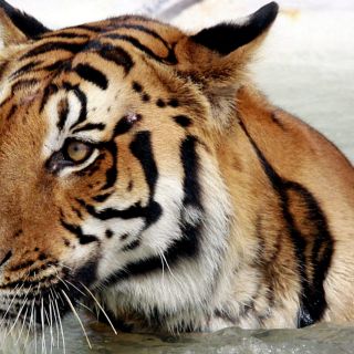 Michoacán: Muere cuidador que fue atacado por un tigre de bengala en Peribán