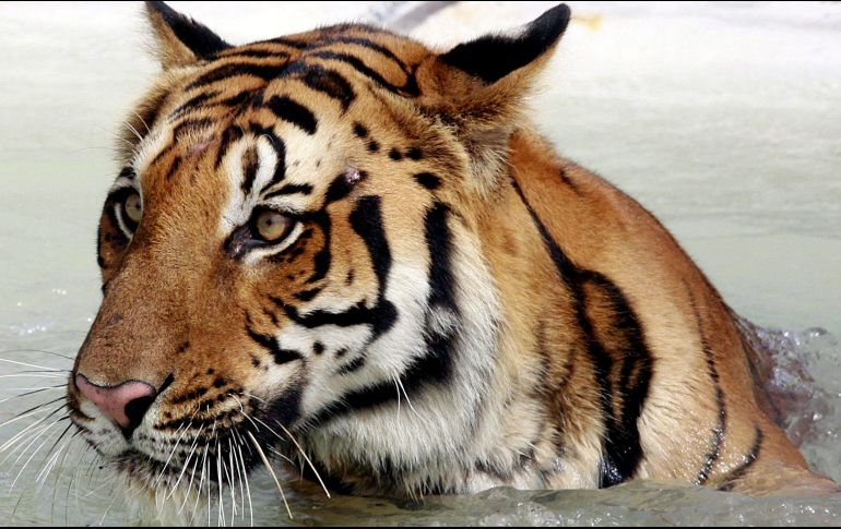 El tigre le destrozó un brazo a su cuidador luego de que éste metiera la mano a la jaula. EFE/ARCHIVO