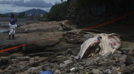 La ballena fue encontrada en La Playita de Ciudad de Panamá. EFE/C. Lemos