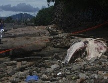 La ballena fue encontrada en La Playita de Ciudad de Panamá. EFE/C. Lemos