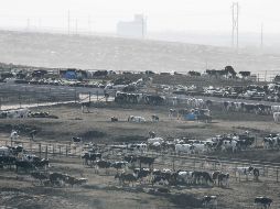 El fallecimiento de las reses supone una gran pérdida económica, ya que su valor es de unos dos mil dólares por cabeza. AP/ARCHIVO