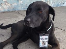 La historia ha conmovido a los internautas que le agradecen a la terminal por alimentar y cuidar a Firulais. FACEBOOK / Amigos de Lucho