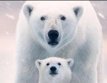 Este especie no se salvará sin una acción climática urgente. EL INFORMADOR/ Archivo