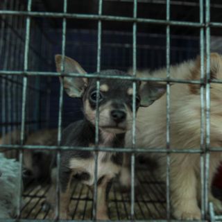 Guadalajara decomisa 579 animales; busca inhibir el comercio informal