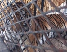 Hace unos días, un tigre de bengala atacó a su cuidador mientras lo acariciaba. NTX/ARCHIVO