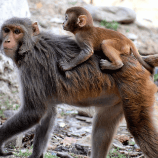 Viral: Mono llega al hospital a pedir ayuda para su bebé en India (VIDEO)
