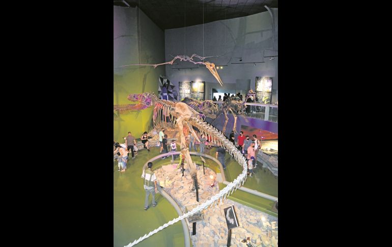 El museo alberga una gran colección de fósiles. EL INFORMADOR/A. Rodríguez