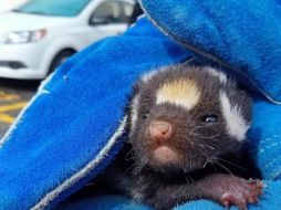 El zorrillo deambulaba por un fraccionamiento de Querétaro. SUN/CAAM