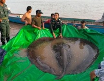 El río Mekong, en Camboya, es rico en cientos de especies de criaturas de agua dulce. EFE/Sinsamout Ounboundisane