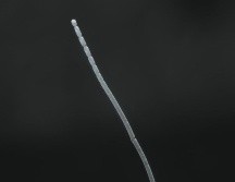 La T. magnifica tiene el tamaño y la forma de una pestaña humana. JEAN-MARIE VOLLAND