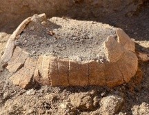 El caparazón de la tortuga hallada en Pompeya.  PARQUE ARQUEOLÓGICO DE POMPEYA
