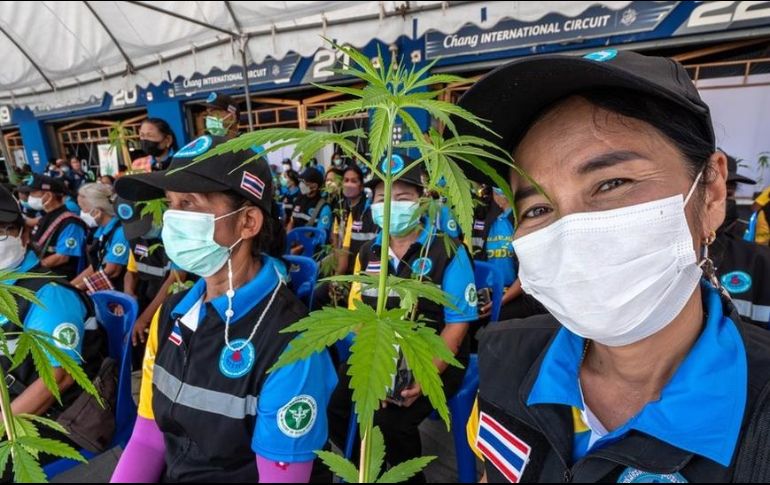 Las autoridades de Tailandia han regelado un mlllón de plantas de cannabis para incentivar su cultivo.