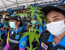 Las autoridades de Tailandia han regelado un mlllón de plantas de cannabis para incentivar su cultivo.