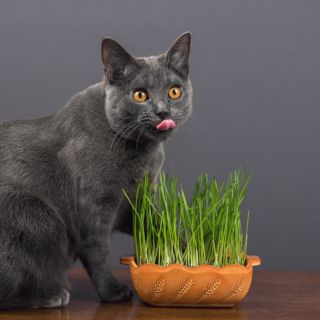 ¿Qué es el catnip? y ¿Por qué los gatos enloquecen con esta hierba?