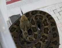 Tailandia se ha convertido un importante centro para el tráfico de animales, que son venidos a otros países a precios elevados. NTX/ARCHIVO