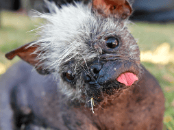 Mr. Happy Face, fue reconocido como el perro más feo del mundo a los 17 años en un concurso anual de California. AFP/ Josh Edelson