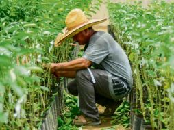 El sector agropecuario reportó 267 mil puestos menos, seguido por el sector servicios, que perdió 221 mil. ESPECIAL