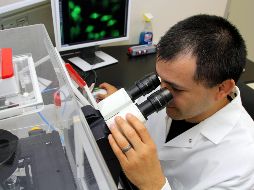 Al inhibir la producción de proteínas en la mitocondria mediante antibióticos de uso común, se reduce significativamente la invasión y la diseminación de las células tumorales. EFE / ARCHIVO