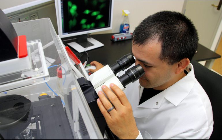 Al inhibir la producción de proteínas en la mitocondria mediante antibióticos de uso común, se reduce significativamente la invasión y la diseminación de las células tumorales. EFE / ARCHIVO