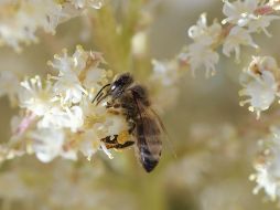 Cada colmena destruida albergaba entre 10 mil y 30 mil abejas. AFP/C. Delmas