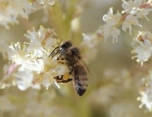 Cada colmena destruida albergaba entre 10 mil y 30 mil abejas. AFP/C. Delmas