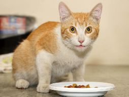 La Profeco expuso que en el estudio se analizaron 33 productos en torno a los cuales se evaluó el contenido neto y el nutrimental. SUN / ARCHIVO