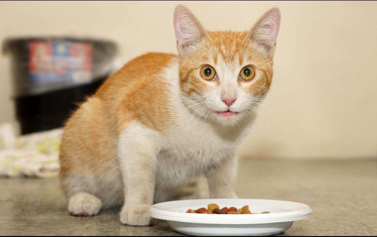 La Profeco expuso que en el estudio se analizaron 33 productos en torno a los cuales se evaluó el contenido neto y el nutrimental. SUN / ARCHIVO