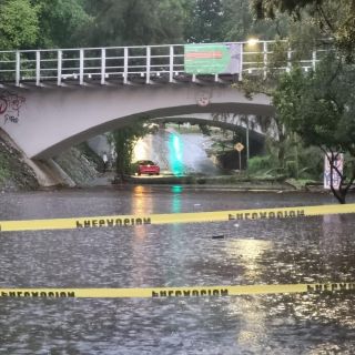Reportan árboles caídos por lluvia de esta tarde en la ZMG