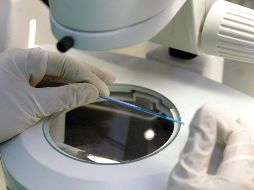 Para hacer la investigación, los científicos de Eugin de Barcelona analizaron más de 5 mil ciclos de fecundación in vitro en pacientes que emplearon óvulos de donante previamente vitrificados. EL INFORMADOR / ARCHIVO