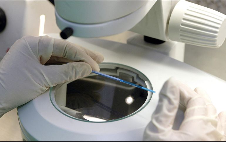 Para hacer la investigación, los científicos de Eugin de Barcelona analizaron más de 5 mil ciclos de fecundación in vitro en pacientes que emplearon óvulos de donante previamente vitrificados. EL INFORMADOR / ARCHIVO