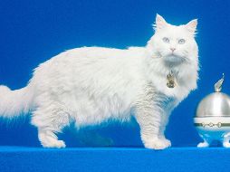 GUCCI PET COLLECTION/ Cortesía