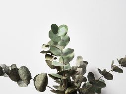 Un ramo de eucalipto se puede usar como decoración por mucho tiempo o convertirse en todo, desde un té de hierbas hasta un repelente de arañas. UNSPLASH/Oscar Helgstrand