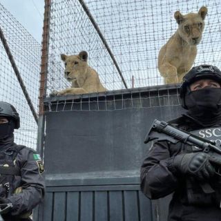 Ciudad de México: Tras reportes, cierran refugio con leones y tigres maltratados en la zona del Ajusco