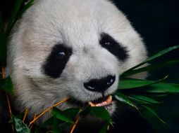 La panda gigante “Shuan Shuan” nació en junio de 1987. AFP / ARCHIVO
