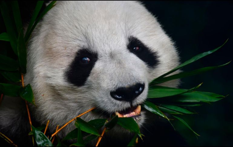 La panda gigante “Shuan Shuan” nació en junio de 1987. AFP / ARCHIVO