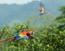 El tráfico ilícito de fauna y flora silvestres se considera el tercero en el mundo, según la ONU. EFE / ARCHIVO
