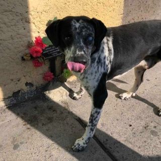 Edomex: Conoce a Payaso, el "Hachiko de Toluca" que espera a su dueño atropellado hace un año