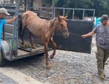 El caballo, con un visible cuadro de desnutrición, fue trasladado a las instalaciones de la Unidad de Manejo Ambiental (UMA) Villa Fantasía. ESPECIAL
