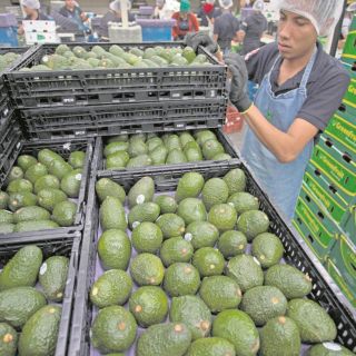 Es exitosa la exportación de aguacate
