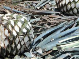 La bebida tapatía actualmente está presente en 29 de los 33 países de la Comunidad de Estados Latinoamericanos y Caribeños. EL INFORMADOR/ Archivo