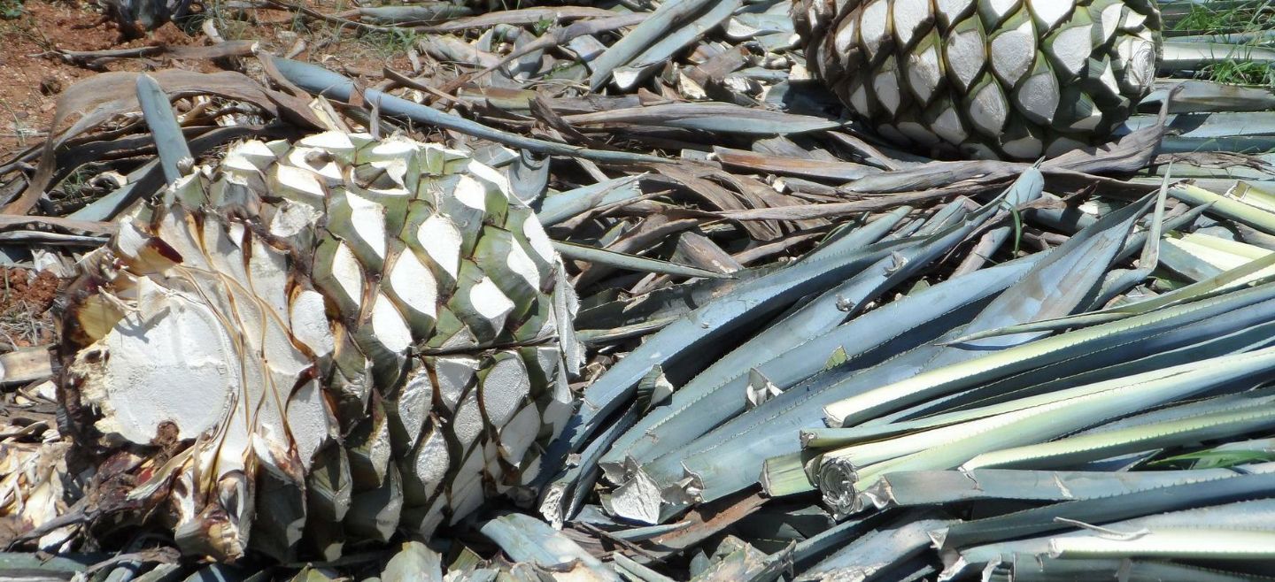 La bebida tapatía actualmente está presente en 29 de los 33 países de la Comunidad de Estados Latinoamericanos y Caribeños. EL INFORMADOR/ Archivo